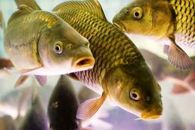 В Хакасии три промысловика хотят ловить рыбу в промышленном масштабе
