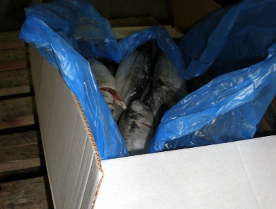 Россельхознадзор арестовал в Абакане большую партию контрафактной замороженной рыбы