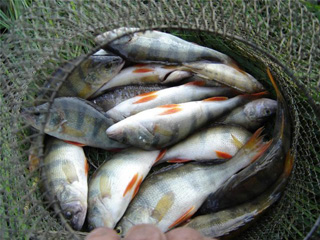 Рыбалка на водоемах Хакасии стала бесплатной