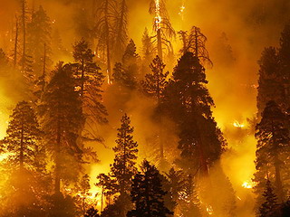 Лесам Хакасии угрожает огонь