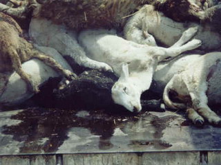 Рыси погубили в Туве сразу 245 овец