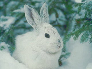  Год кролика Хакасия встречает небывалыми холодами