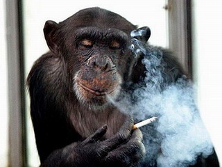 Шимпанзе-курильщик умер в возрасте 52 лет