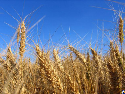 Хакасия получит федеральные субсидии на развитие сельского хозяйства