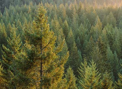 Государственные лесные инспекторы Хакасии планируют усилить контроль