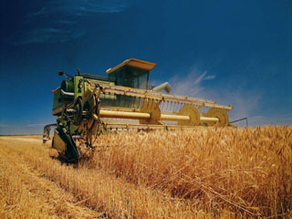 В Хакасии собрали больше половины урожая зерновых
