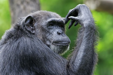Суд Нью-Йорка не увидел в шимпанзе разума и отказал в правах человека