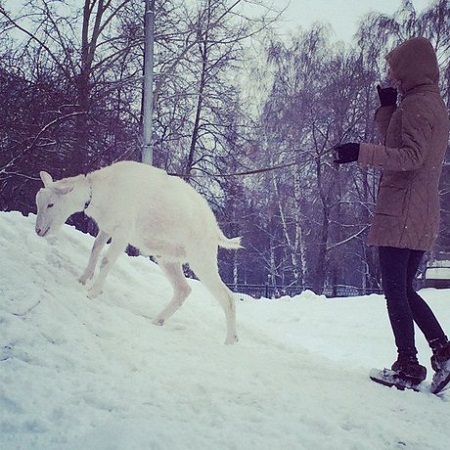 Символично: на Кузбассе девушка выгуливает козу вместо собаки