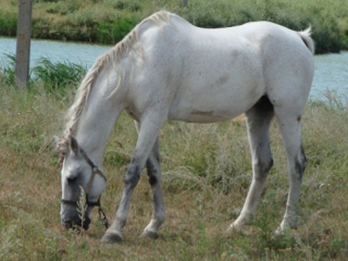  В Хакасии с поля украли лошадь