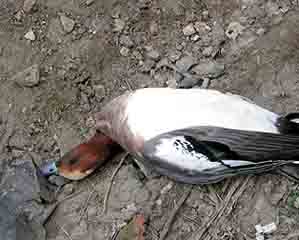 Массовая гибель птиц – режим ЧС в Минусинском районе