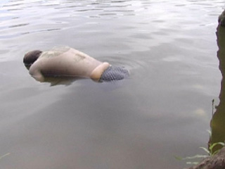 На озере Беле в Хакасии нашли труп мужчины с привязанным к ноге камнем