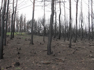 Пожар в Хакасии уничтожил 7 гектаров лесных угодий