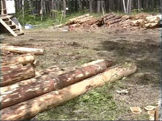 С начала года в Хакасии выявлено 42 факта незаконной вырубки леса