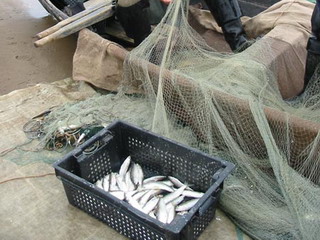134 тыс. рублей - штрафы за незаконное рыболовство в Хакасии