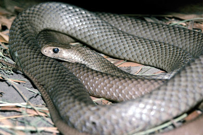 Телеведущий, снимавшийся со змеями в США, погиб от укуса рептилии